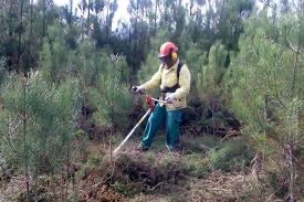 GNR avança com fiscalização à limpeza de terrenos florestais
