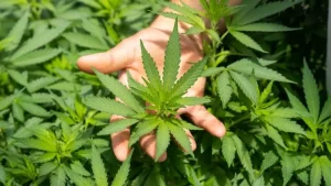 Canábis é a droga mais usada na Europa e opiáceos estão em crescimento