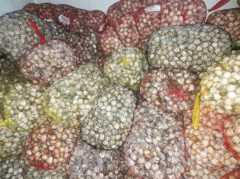 ASAE1 ASAE apreende cerca de 2,5 toneladas de moluscos bivalves vivos e suspende atividade de depuradora ilegal