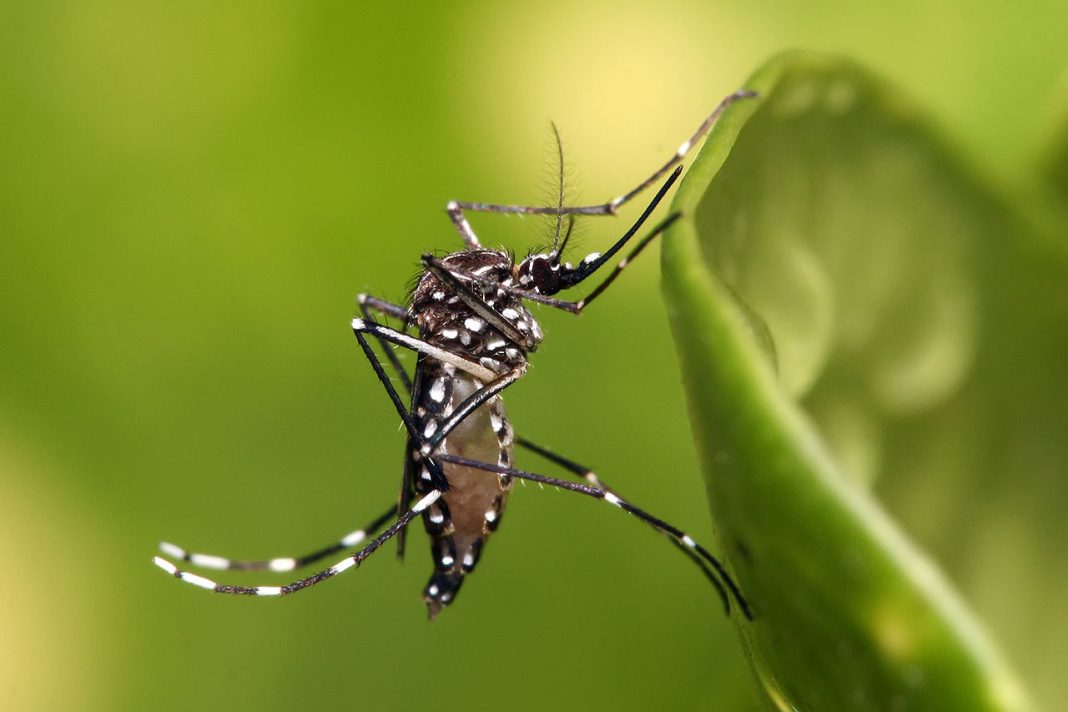 Vírus da dengue identificado em mosquito na Madeira