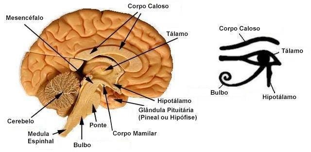 CRÓNICA HOLÍSTICA - ENSINAMENTOS SECRETOS E ETERNOS - O Corpo Humano no Simbolismo: O Templo Vivo do Espírito
