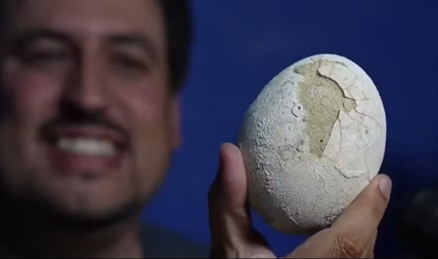 ovo-dino 2 Ovo de dinossauro de 70 milhões de anos é encontrado em perfeito estado na Patagônia Argentina